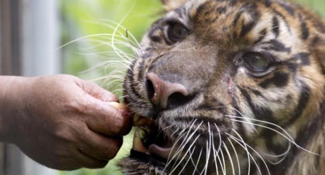 tigre doente por comer frango contaminado